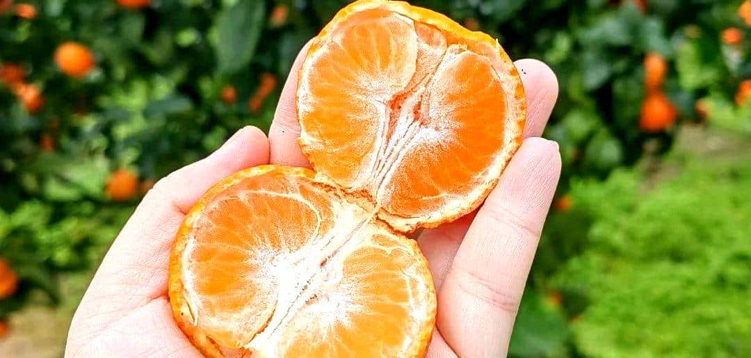 昭化味道 | min甜，开“炫”！