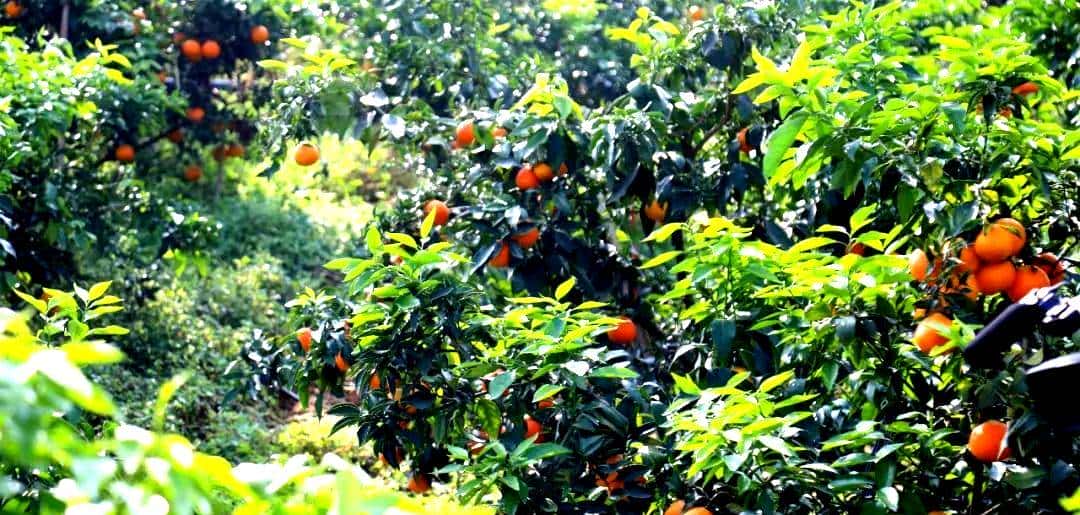 昭化味道 | min甜，开“炫”！