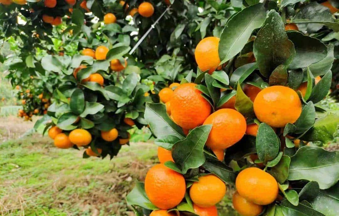 昭化味道 | min甜，开“炫”！