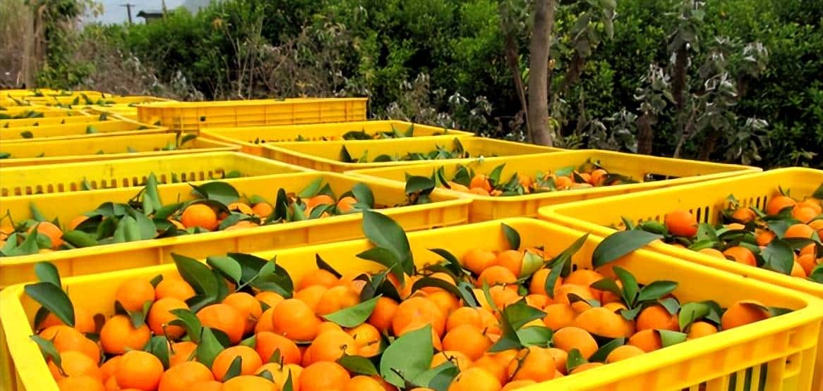 昭化味道 | min甜，开“炫”！