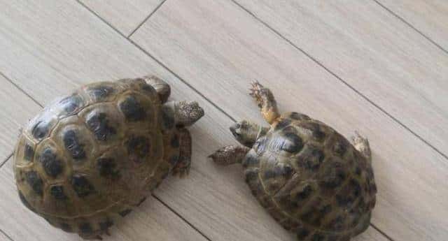 野外不足300只!2020年,黑龙江夫妇养了28年的2只,主动上交