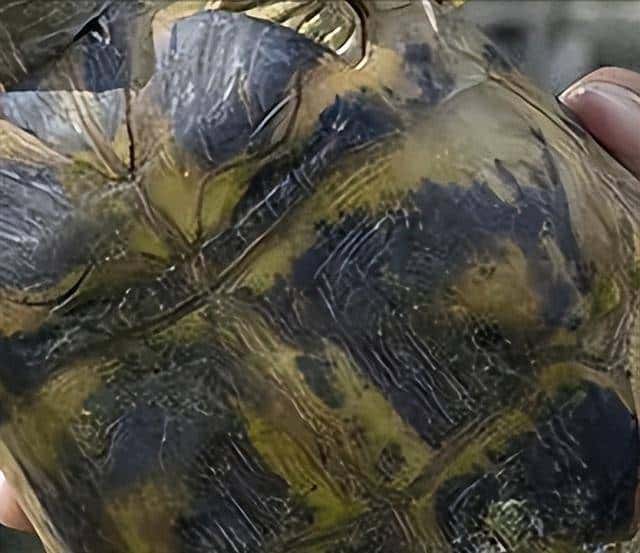 野外不足300只!2020年,黑龙江夫妇养了28年的2只,主动上交