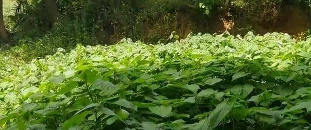 江西官山曾仅发现17棵！2023年，贵州男子种了喂猪