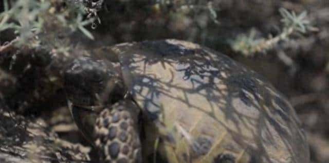 野外不足300只！2020年，黑龙江夫妇养了28年的2只，主动上交 - 鹿快