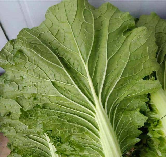 野外不足300只!2020年,黑龙江夫妇养了28年的2只,主动上交