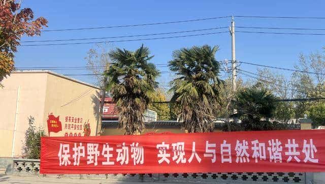 野外不足300只!2020年,黑龙江夫妇养了28年的2只,主动上交