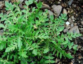 这些营养又美味的野菜，你吃过几个