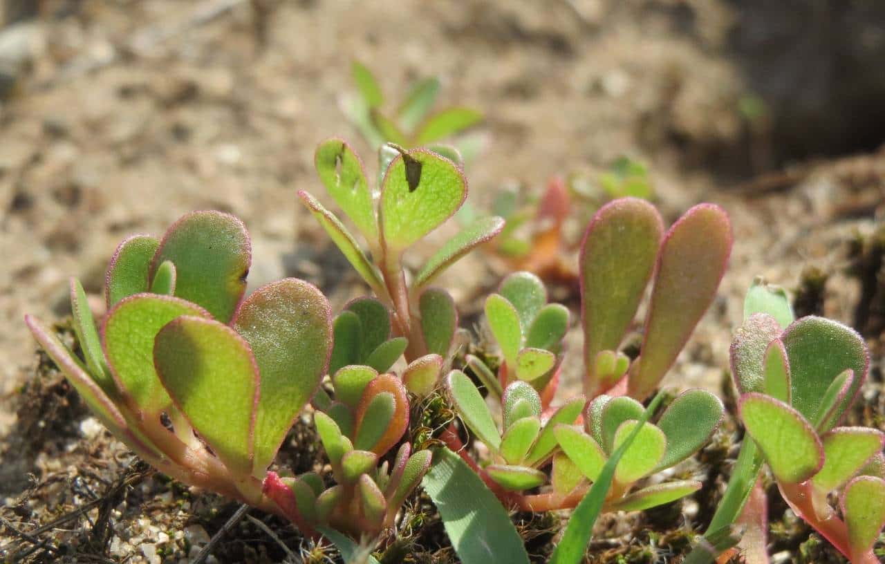 这些营养又美味的野菜，你吃过几个