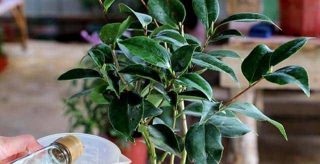 新手养盆栽茶花，这几方面必定要做到