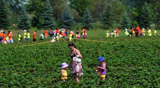多伦多农场采摘全攻略！去加拿大当一天农民好吗？！