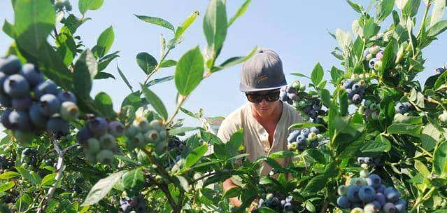 多伦多农场采摘全攻略！去加拿大当一天农民好吗？！