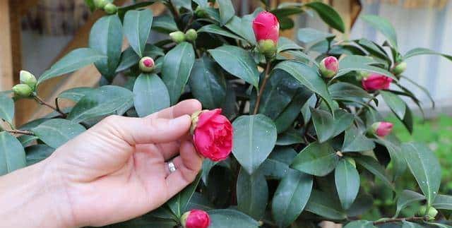 新手养盆栽茶花，这几方面必定要做到