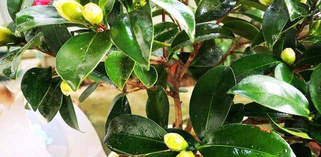 新手养盆栽茶花，这几方面必定要做到