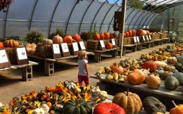 多伦多农场采摘全攻略！去加拿大当一天农民好吗？！