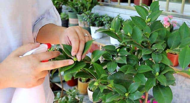 新手养盆栽茶花，这几方面必定要做到