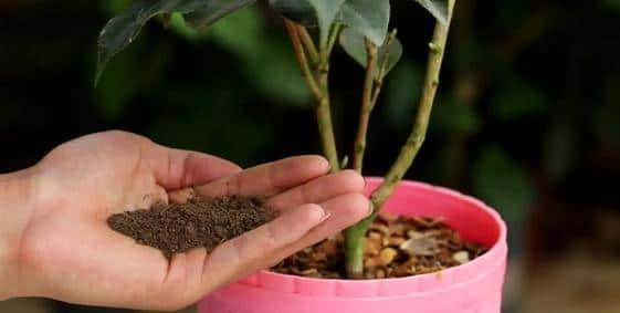 新手养盆栽茶花，这几方面必定要做到