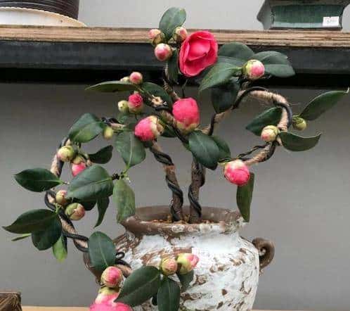 新手养盆栽茶花，这几方面必定要做到