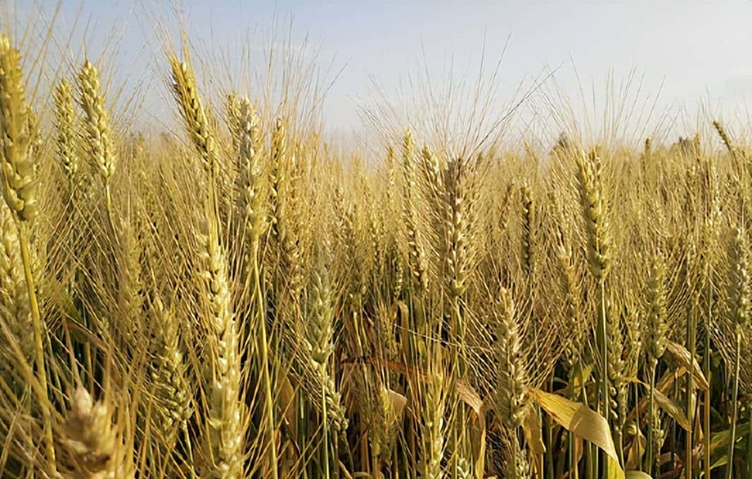 初中英语单词打卡（七下W）