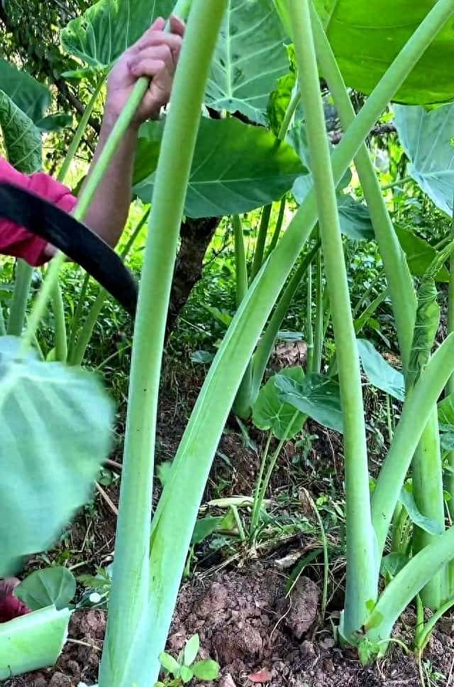 7种自带毒素的蔬菜,过去曾在我国大量种,如今逐渐被人遗忘 - 鹿快