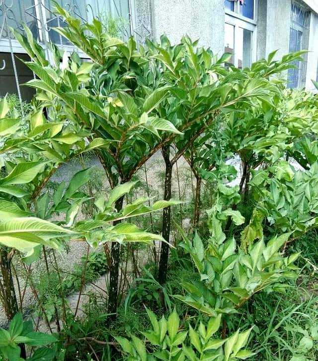 7种自带毒素的蔬菜,过去曾在我国大量种,如今逐渐被人遗忘