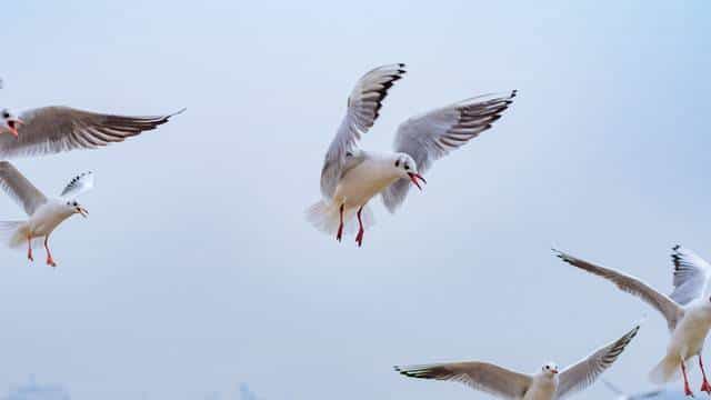候鸟长途迁徙会不会迷路？不，除非地球在开玩笑