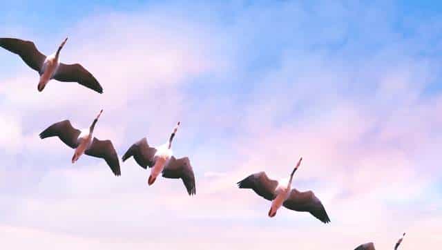 候鸟长途迁徙会不会迷路？不，除非地球在开玩笑