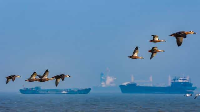候鸟长途迁徙会不会迷路？不，除非地球在开玩笑